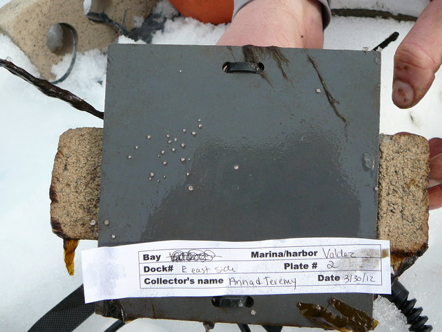 Plate 2