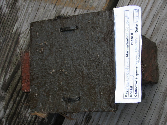 Img 4591