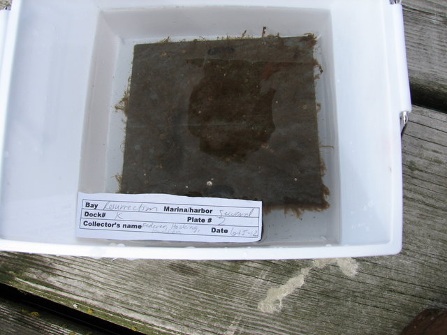 Img 4594