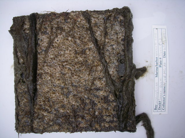 Imgp3029