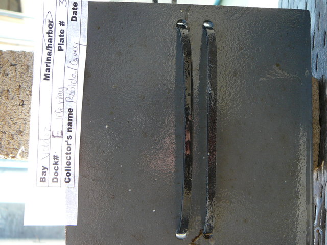 20130621 plate 3