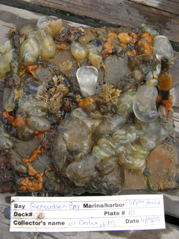 Plate 10
