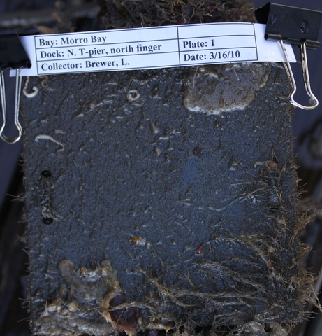 Panel 1 dry 3 16 10