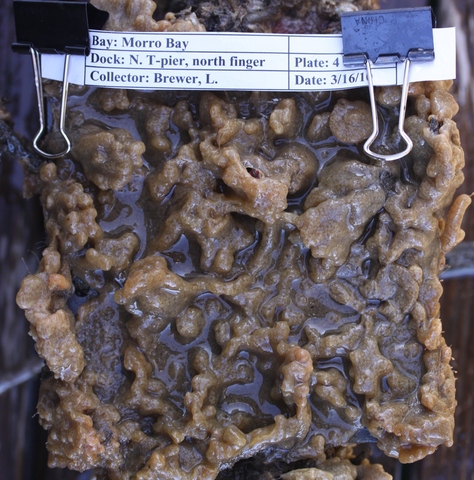 Panel 4 dry 3 16 10