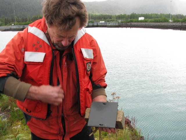 Tunicate plate and green crab trap deployment june 2010 120