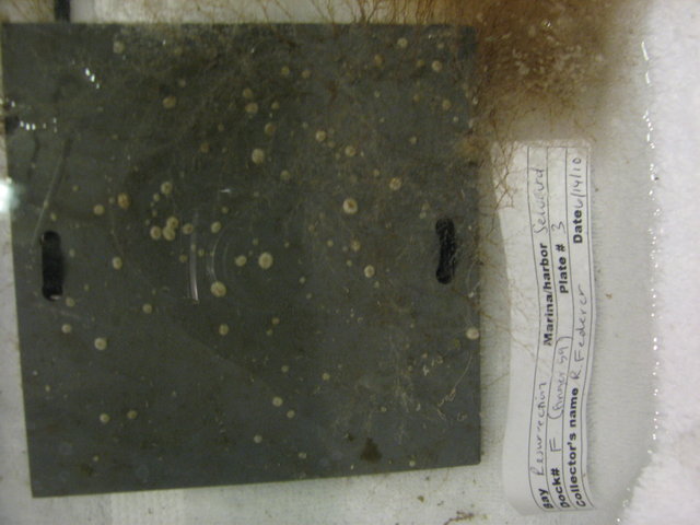 Tunicate plate and green crab trap deployment june 2010 190