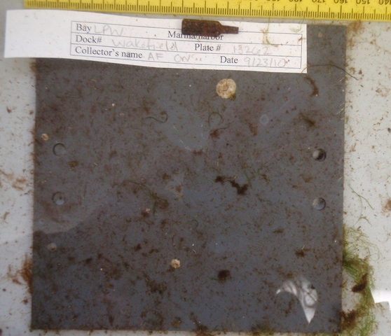 Plateaklpw 13262