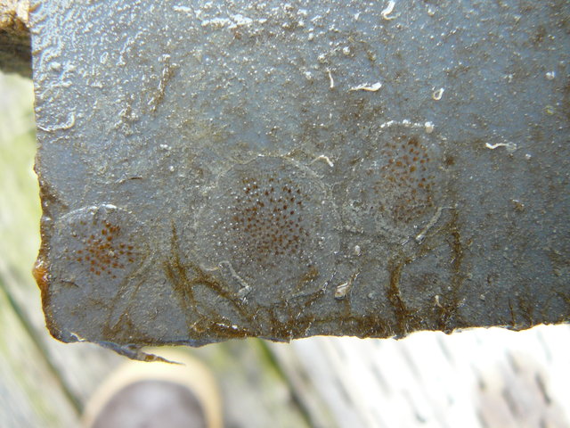 Plate 2 macro1