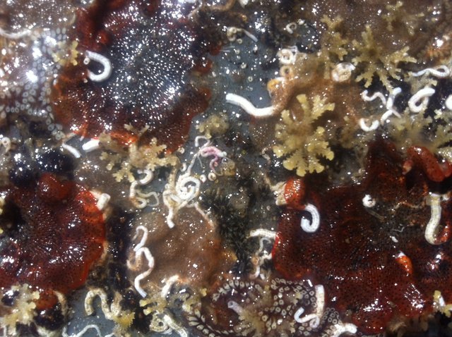 Macro5