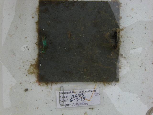 12653 seldovia 6 9 2015 2