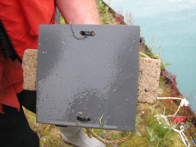 Tunicate plate and green crab trap deployment june 2010 121