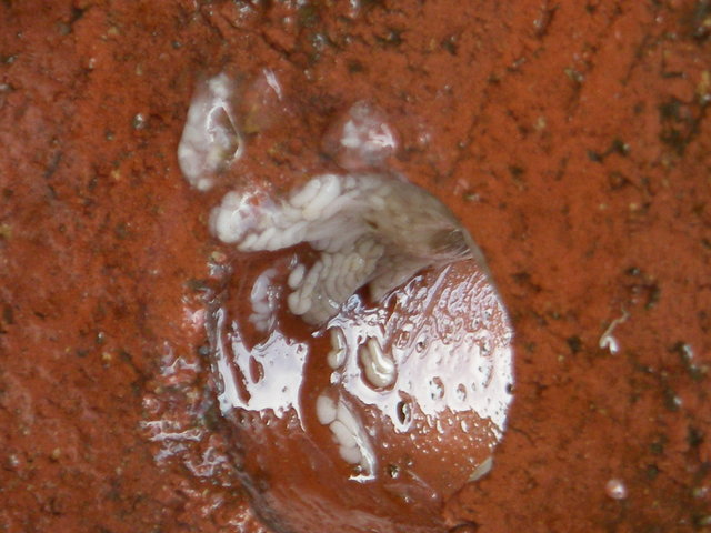 Imgp0010