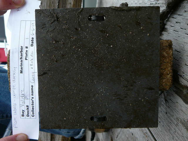 Plate 1.3