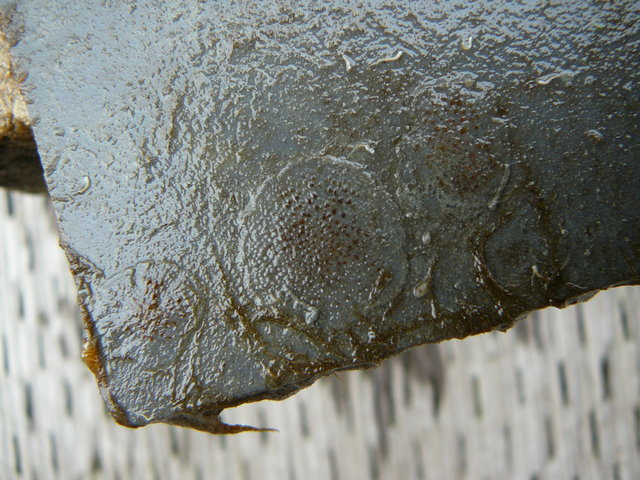 Plate 2 macro2