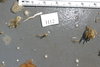 H12
