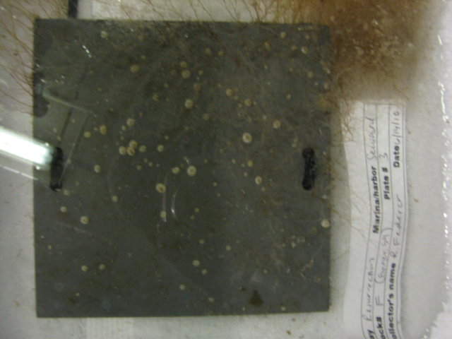 Tunicate plate and green crab trap deployment june 2010 192