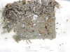 Tunicate plate retrieval september 2010 044
