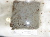 Tunicate plate retrieval september 2010 046