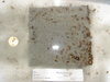 Tunicate plate retrieval september 2010 048