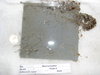 Tunicate plate retrieval september 2010 052