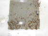 Tunicate plate retrieval september 2010 054