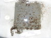 Tunicate plate retrieval september 2010 056