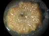 Tunicate plate retrieval september 2010 064
